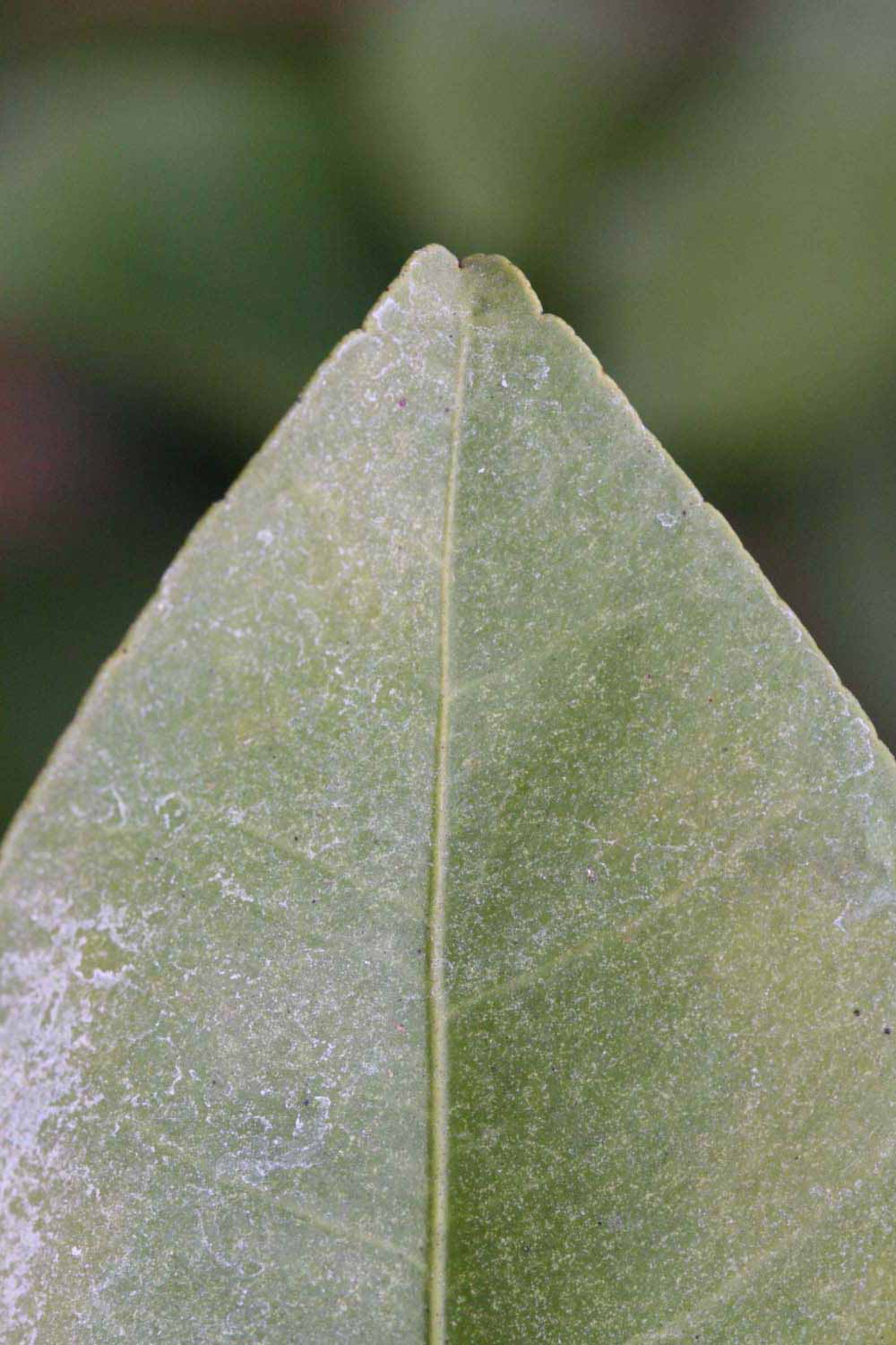              Margin (Riverside, CA)       